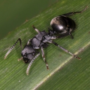 Polyrhachis phryne at Belconnen, ACT - 14 Aug 2024