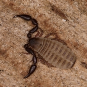 Conicochernes sp. (genus) at Belconnen, ACT - 14 Aug 2024 04:59 PM