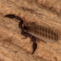 Conicochernes sp. (genus) at Belconnen, ACT - 14 Aug 2024 04:59 PM