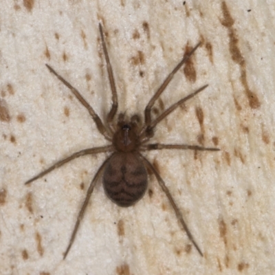 Unverified Spider at Belconnen, ACT - 14 Aug 2024 by kasiaaus