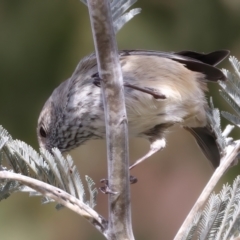 Acanthiza pusilla (Brown Thornbill) at Rendezvous Creek, ACT - 8 Aug 2024 by jb2602