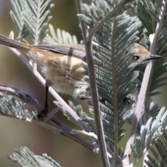 Acanthiza pusilla at Rendezvous Creek, ACT - 8 Aug 2024