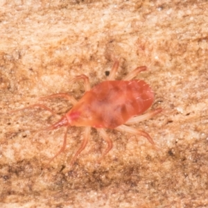 Bdellidae sp. (family) at Belconnen, ACT - 14 Aug 2024