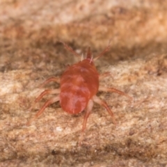 Bdellidae sp. (family) at Belconnen, ACT - 14 Aug 2024 05:06 PM