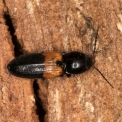 Paracardiophorus dimidiatus (Click beetle) at Belconnen, ACT - 14 Aug 2024 by kasiaaus