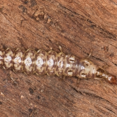 Osmylidae sp. (family) (Osmylid lacewing) at Belconnen, ACT - 14 Aug 2024 by kasiaaus