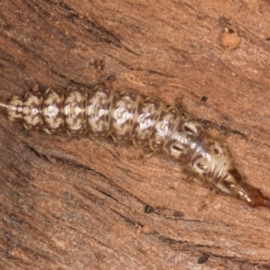 Osmylidae sp. (family) at Belconnen, ACT - 14 Aug 2024