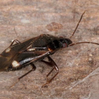 Myocara australe (A seed bug) at Belconnen, ACT - 14 Aug 2024 by kasiaaus