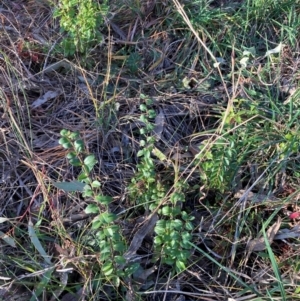 Ligustrum sinense at Hackett, ACT - 13 Aug 2024 04:48 PM