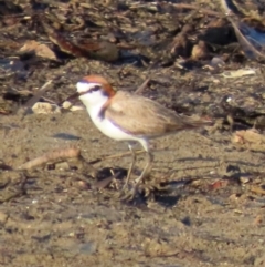 Anarhynchus ruficapillus (Red-capped Plover) at Rollingstone, QLD - 15 Aug 2024 by lbradley