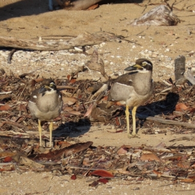 Esacus magnirostris (Beach Stone-curlew) at Rollingstone, QLD - 15 Aug 2024 by lbradley