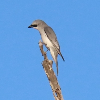 Coracina papuensis (White-bellied Cuckooshrike) at Rollingstone, QLD - 15 Aug 2024 by lbradley