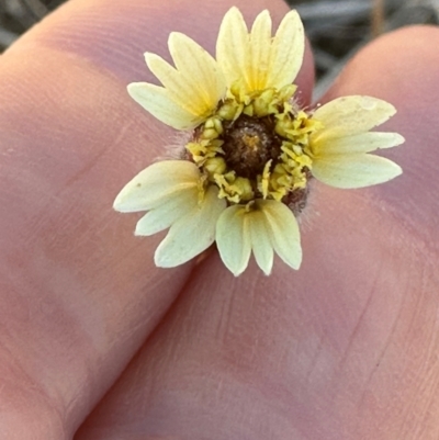 Tridax procumbens (Tridax Daisy) at Rollingstone, QLD - 15 Aug 2024 by lbradley