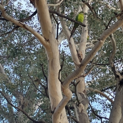 Polytelis swainsonii (Superb Parrot) at Torrens, ACT - 14 Aug 2024 by nathkay