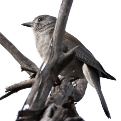 Colluricincla harmonica (Grey Shrikethrush) at Rendezvous Creek, ACT - 8 Aug 2024 by jb2602