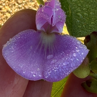 Canavalia rosea (Coastal Jack Bean) at Rollingstone, QLD - 15 Aug 2024 by lbradley