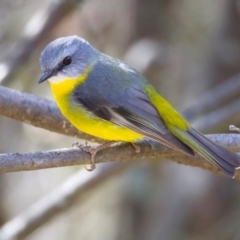 Eopsaltria australis (Eastern Yellow Robin) at Rendezvous Creek, ACT - 8 Aug 2024 by jb2602