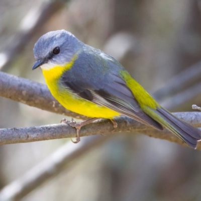 Eopsaltria australis (Eastern Yellow Robin) at Rendezvous Creek, ACT - 8 Aug 2024 by jb2602