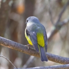 Eopsaltria australis at Rendezvous Creek, ACT - 8 Aug 2024 12:12 PM