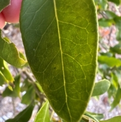 Capparis lucida at Rollingstone, QLD - 14 Aug 2024 06:05 PM