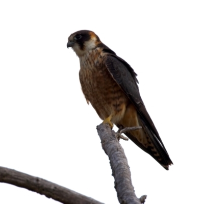 Falco longipennis (Australian Hobby) at Booth, ACT - 8 Aug 2024 by jb2602