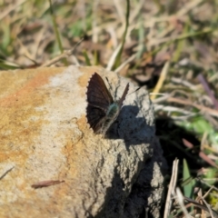 Paralucia crosbyi (Violet Copper Butterfly) by Csteele4