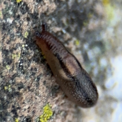 Ambigolimax sp. (valentius and waterstoni) (Striped Field Slug) at Ainslie, ACT - 14 Aug 2024 by Hejor1