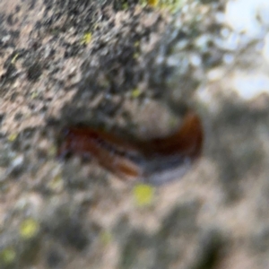 Ambigolimax sp. (valentius and waterstoni) at Ainslie, ACT - 14 Aug 2024 05:20 PM