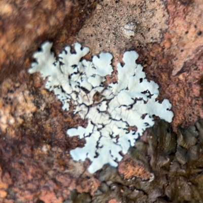 Xanthoparmelia sp. (Rock-shield lichen (foliose lichen)) at Mitchell, ACT - 14 Aug 2024 by Hejor1