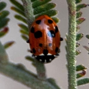 Hippodamia variegata at Forde, ACT - 14 Aug 2024