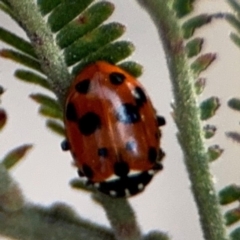 Hippodamia variegata at Forde, ACT - 14 Aug 2024