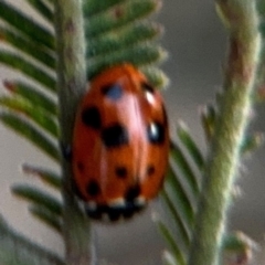 Hippodamia variegata at Forde, ACT - 14 Aug 2024