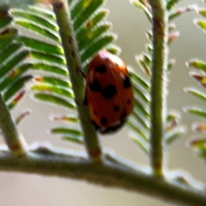 Hippodamia variegata at Forde, ACT - 14 Aug 2024