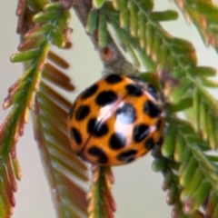 Harmonia conformis at Ainslie, ACT - 14 Aug 2024