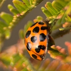 Harmonia conformis at Ainslie, ACT - 14 Aug 2024