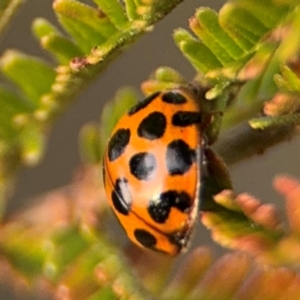 Harmonia conformis at Ainslie, ACT - 14 Aug 2024