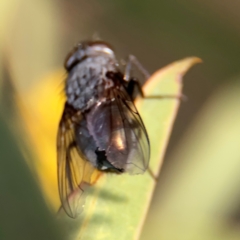 Calliphora sp. (genus) (Unidentified blowfly) at Ainslie, ACT - 14 Aug 2024 by Hejor1