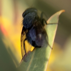 Calliphora sp. (genus) at Ainslie, ACT - 14 Aug 2024