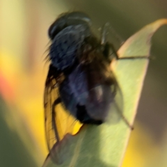 Calliphora sp. (genus) at Ainslie, ACT - 14 Aug 2024