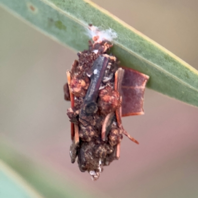 Psychidae (family) IMMATURE (Unidentified case moth or bagworm) at Ainslie, ACT - 14 Aug 2024 by Hejor1