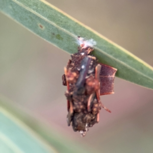 Psychidae (family) IMMATURE at Ainslie, ACT - 14 Aug 2024