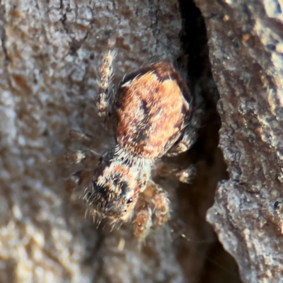 Servaea incana (Hoary Servaea) at Ainslie, ACT - 14 Aug 2024 by Hejor1