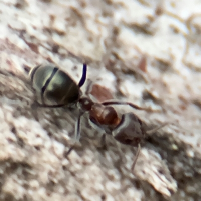 Iridomyrmex rufoniger (Tufted Tyrant Ant) at Ainslie, ACT - 14 Aug 2024 by Hejor1