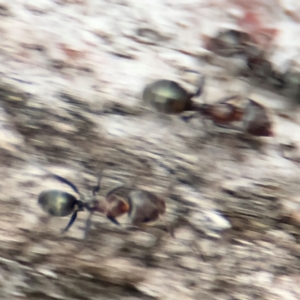 Iridomyrmex rufoniger at Ainslie, ACT - 14 Aug 2024 04:47 PM