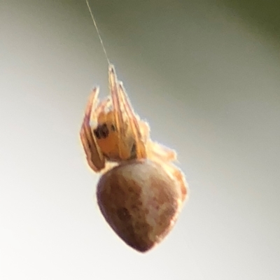 Araneinae (subfamily) (Orb weaver) at Ainslie, ACT - 14 Aug 2024 by Hejor1