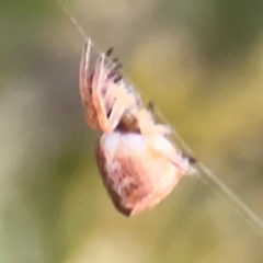 Araneinae (subfamily) at Ainslie, ACT - 14 Aug 2024 04:46 PM
