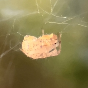 Araneinae (subfamily) at Ainslie, ACT - 14 Aug 2024 04:46 PM