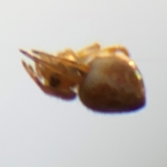 Araneinae (subfamily) at Ainslie, ACT - 14 Aug 2024 04:46 PM