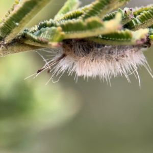 Orgyia anartoides at Ainslie, ACT - 14 Aug 2024