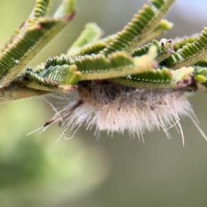 Orgyia anartoides at Ainslie, ACT - 14 Aug 2024